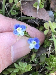 Veronica persica
