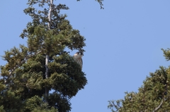 Falco sparverius