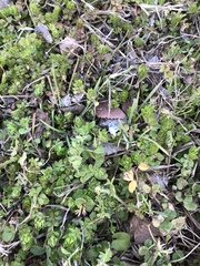 Veronica persica