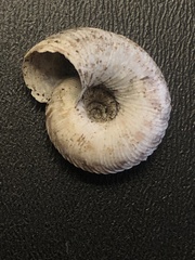 Anguispira strongylodes