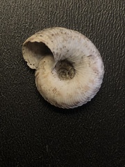 Anguispira strongylodes