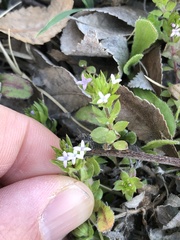 Sherardia arvensis