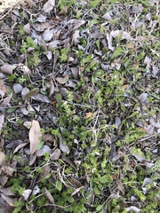 Sherardia arvensis