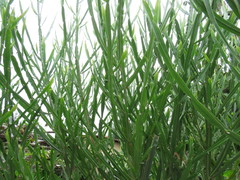 Baccharis trimera