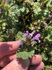 Lamium amplexicaule