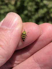 Diabrotica undecimpunctata