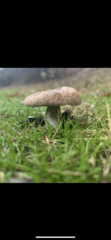 Agaricus incultorum
