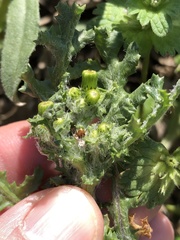 Senecio vulgaris