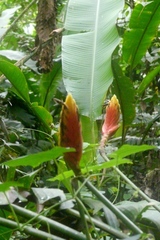 Heliconia episcopalis