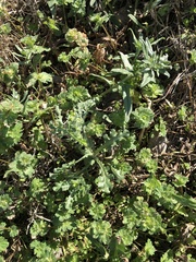 Senecio vulgaris