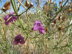 Penstemon thurberi