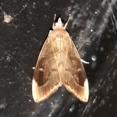 Lamprosema