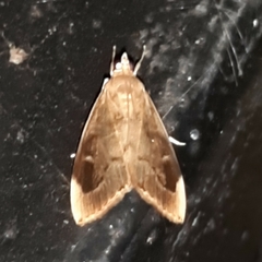 Lamprosema