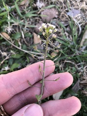 Capsella bursa-pastoris