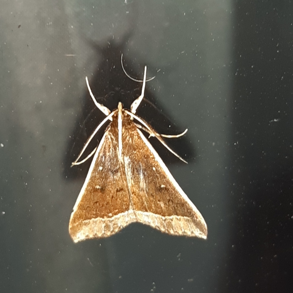 Mastixis albilimbata