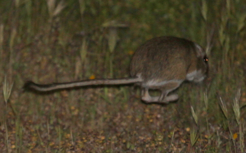 Giant Kangaroo Rat