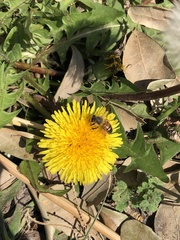 Apis mellifera