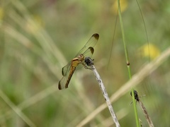 Erythrodiplax atroterminata