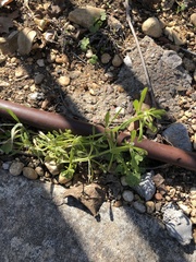 Galium aparine
