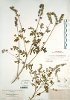 Flatrock phacelia