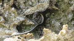 Cryptoblepharus africanus