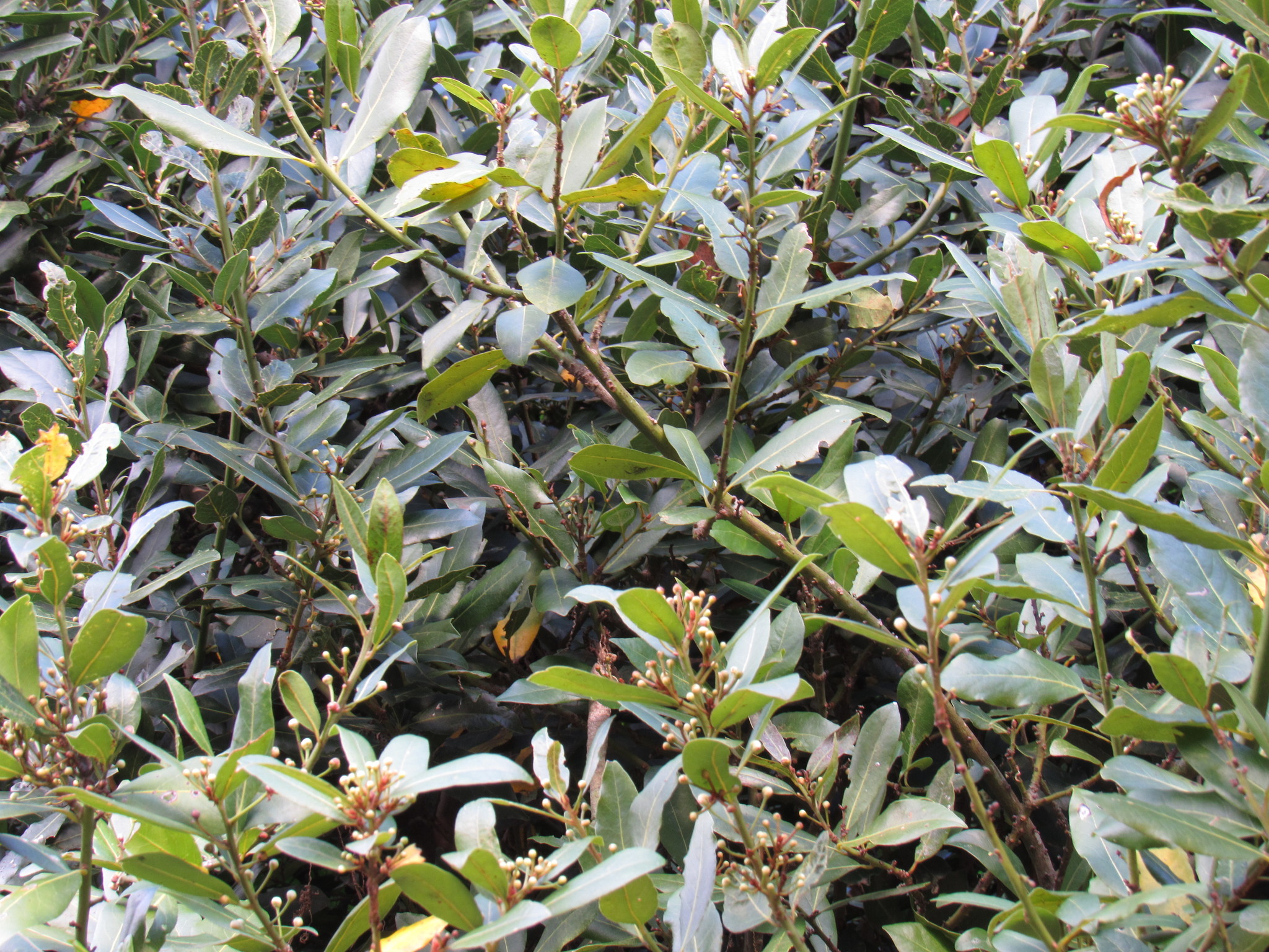 Laurus nobilis