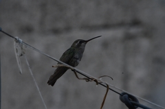 Cynanthus latirostris