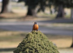 Turdus migratorius