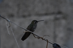 Cynanthus latirostris