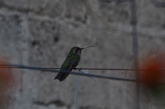 Cynanthus latirostris
