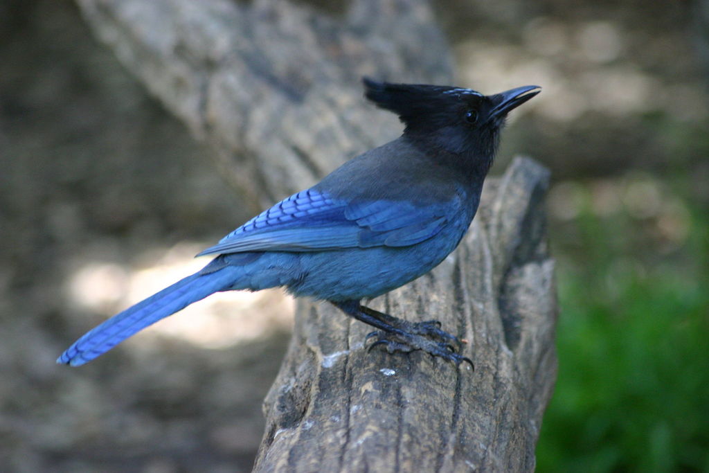 Steller's Jay (Plants and Animals of Sylvan Lake State Park) · iNaturalist