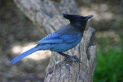 Steller's Jay - Photo (c) Kai Schreiber, some rights reserved (CC BY-NC-SA)