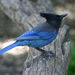 Steller's Jay - Photo (c) Kai Schreiber, some rights reserved (CC BY-NC-SA)