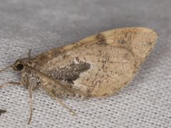 Stamnodes coenonymphata