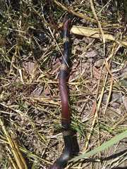 Micrurus pyrrhocryptus