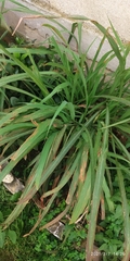 Cymbopogon nardus