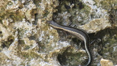 Cryptoblepharus africanus