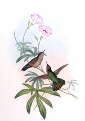 Mountain Avocetbill photo 3