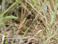 Erythrodiplax atroterminata