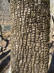 Fraxinus biltmoreana