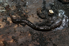 Endeavouria septemlineata