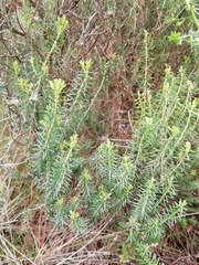 Erica lusitanica