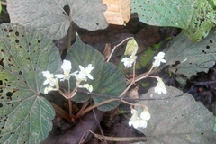 Begonia lugonis