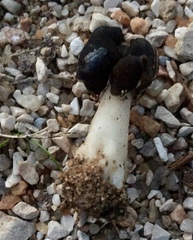 Helvella monachella