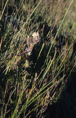 Mimetes palustris