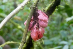 Drymonia coccinea