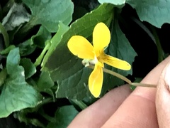 Viola purpurea quercetorum