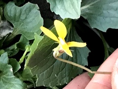 Viola purpurea quercetorum