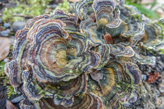Trametes versicolor