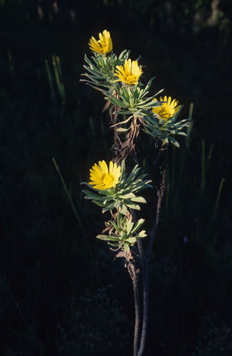 Image of Ursinia eckloniana by (c) Tom Lloyd Evans, some rights reserved (CC BY-SA)